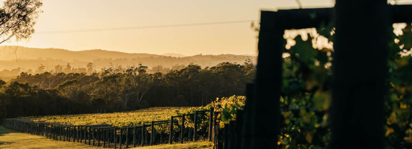 Small Wonder vineyard at dusk